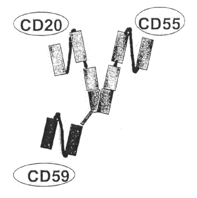 Recombinant antibodies against cd55 and cd59 and uses thereof