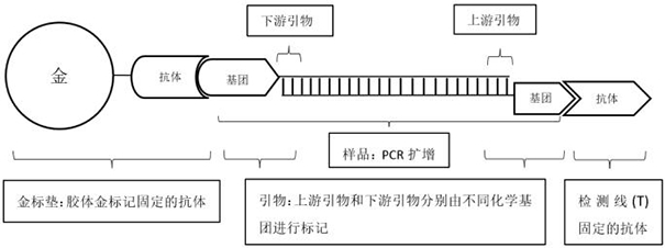 Amplification primer composition and kit for detecting novel coronavirus