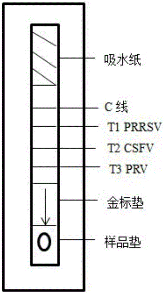 A triple gold label detection test strip for antibodies against classical swine fever virus, porcine reproductive and respiratory syndrome virus, and pseudorabies virus