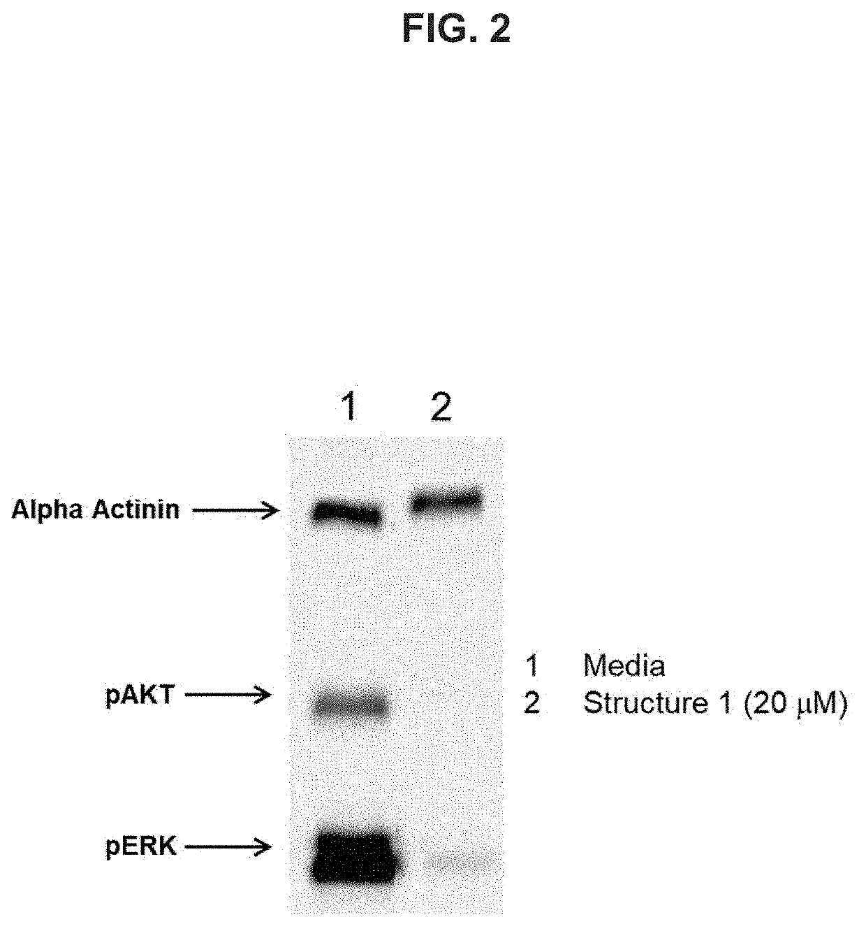 Pyrazolopyrimidine modulators of RAS GTPase