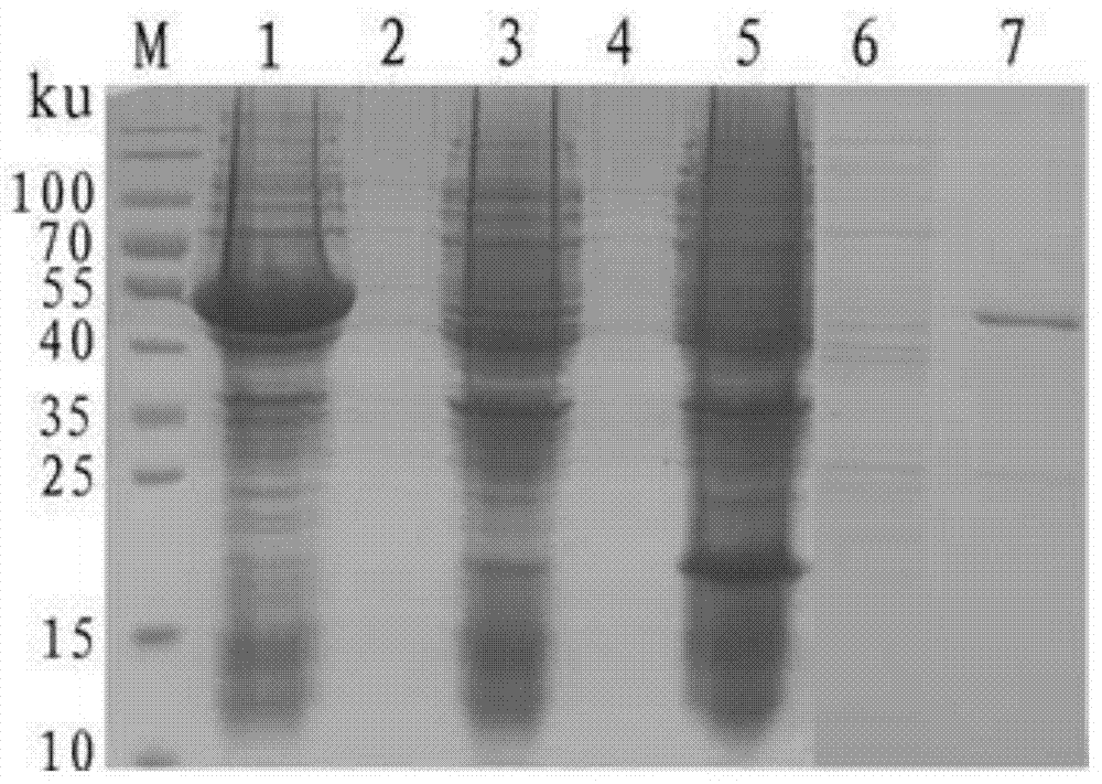 Recombinant protein coded by grass carp reovirus (GCRV) type-II S10 gene, polyclonal antibody prepared from recombinant protein and application of recombinant protein