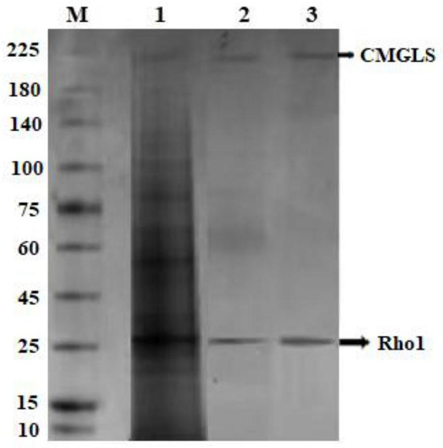 Cordyceps militaris membrane protein beta-1, 3-glucan synthetase as well as preparation method and application thereof