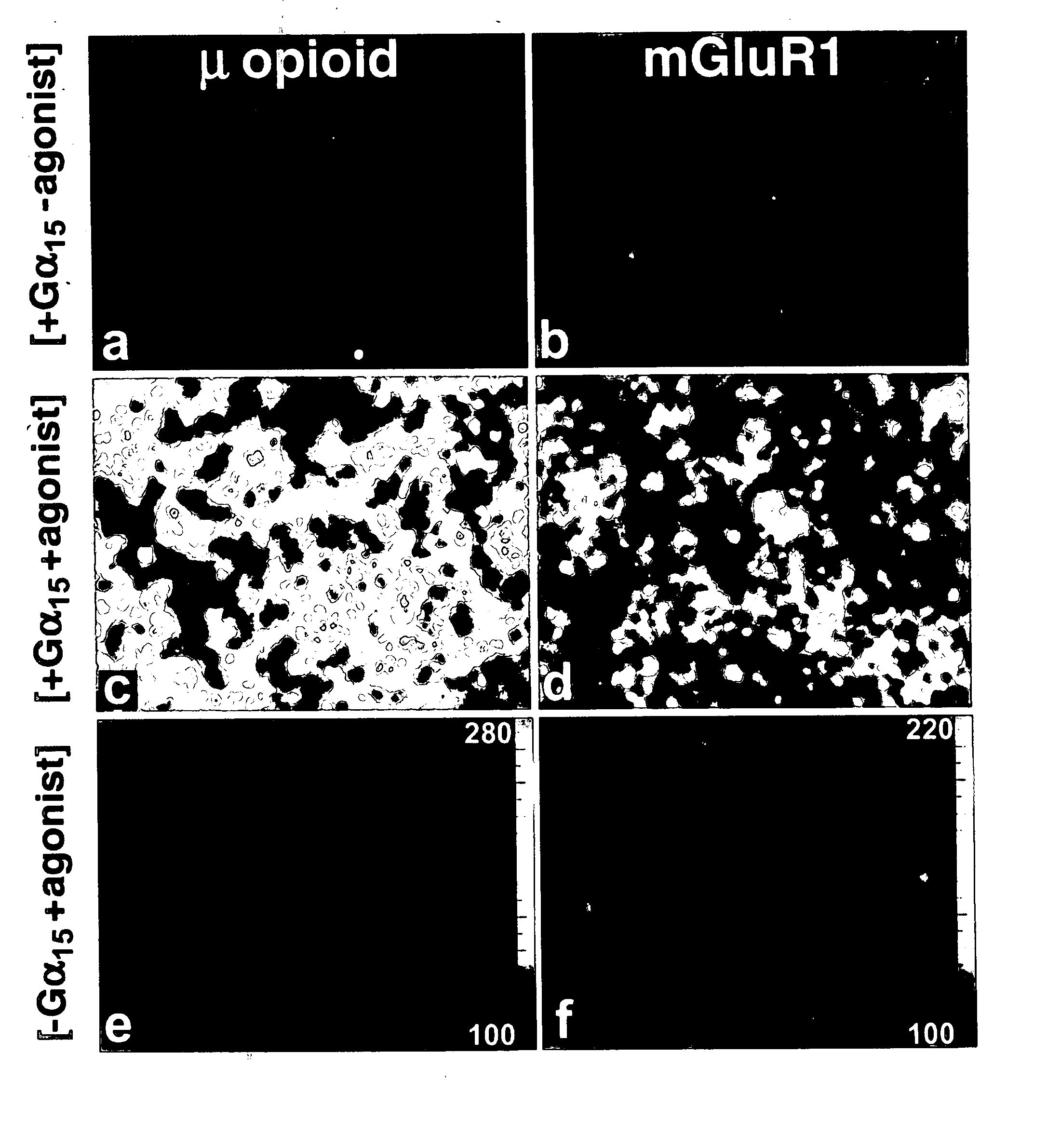 T2R, a novel family of taste receptors