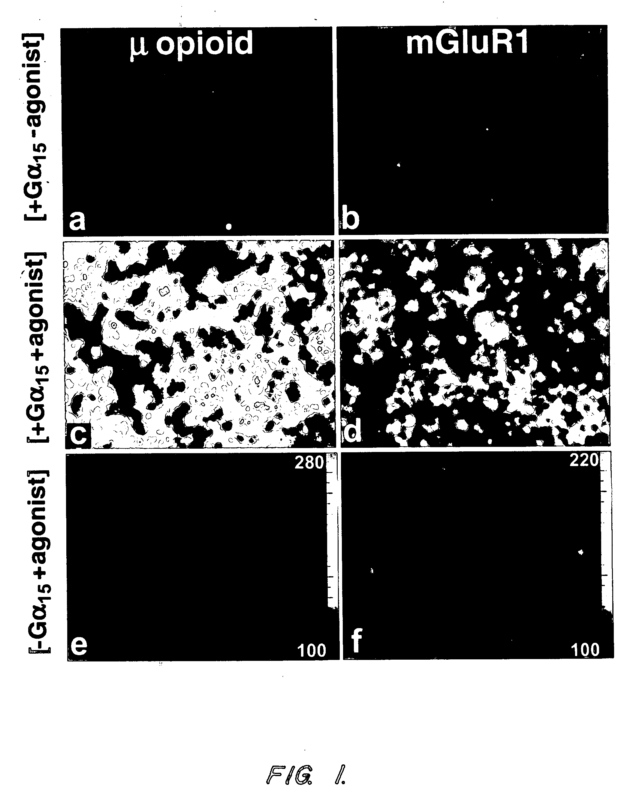 T2R, a novel family of taste receptors