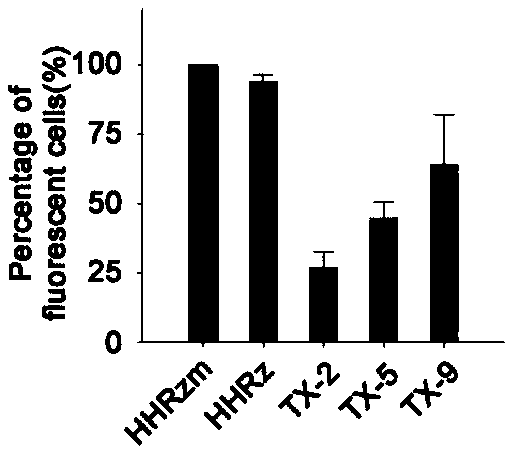 Hammerhead ribozyme screened in vitro and capable of shearing RNA
