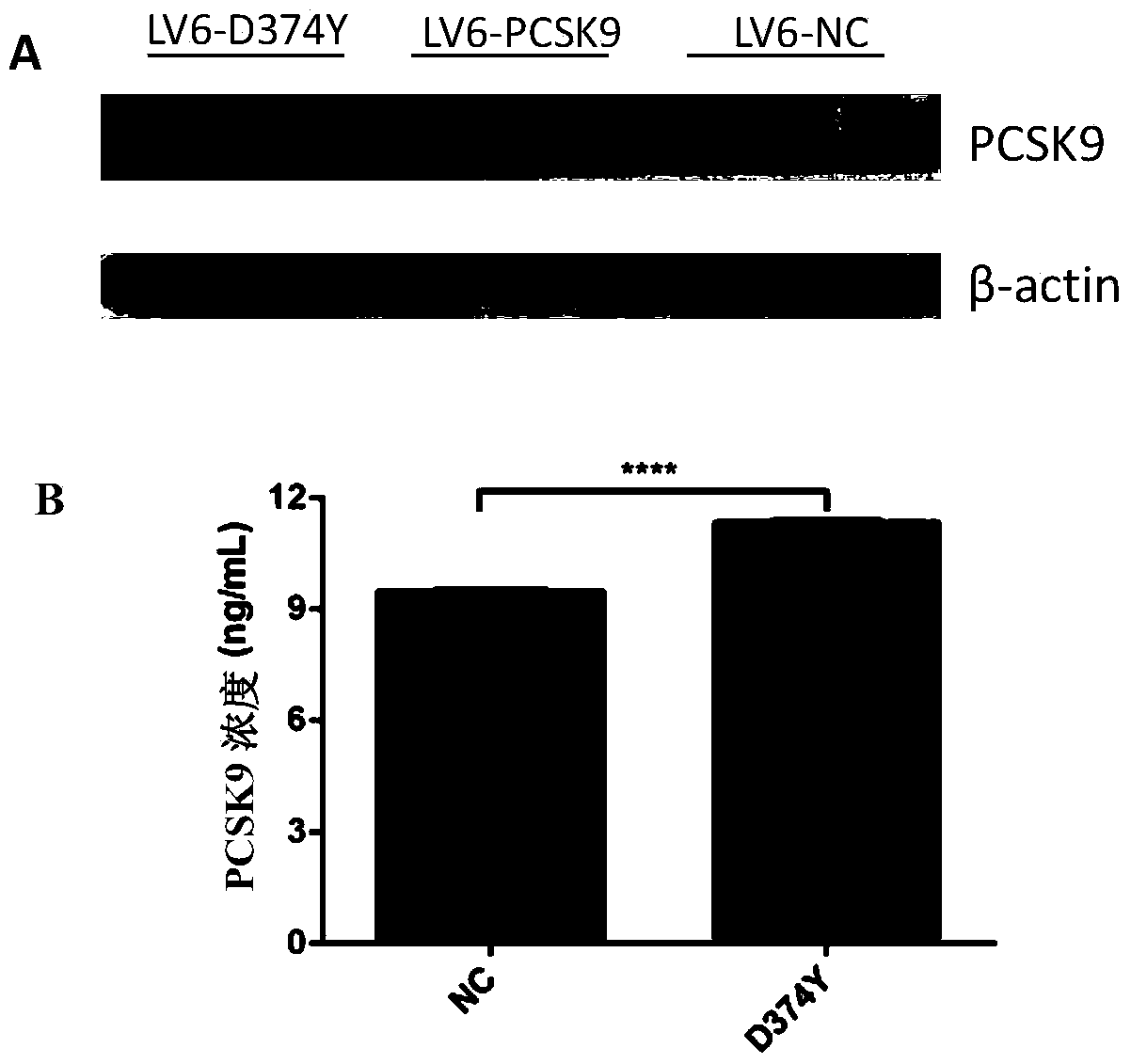 The application of the d374y mutant of pcsk9 protein in inhibiting the migration of liver cancer cells