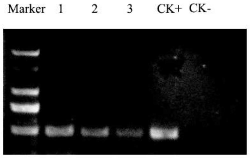 Genetic transformation method for insect-resistant gene transgenic Narrow-crown Populus Nigra No.11