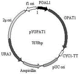 Method for increasing lipid content of diatom through metabolism gene engineering