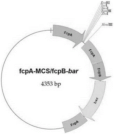 Method for increasing lipid content of diatom through metabolism gene engineering