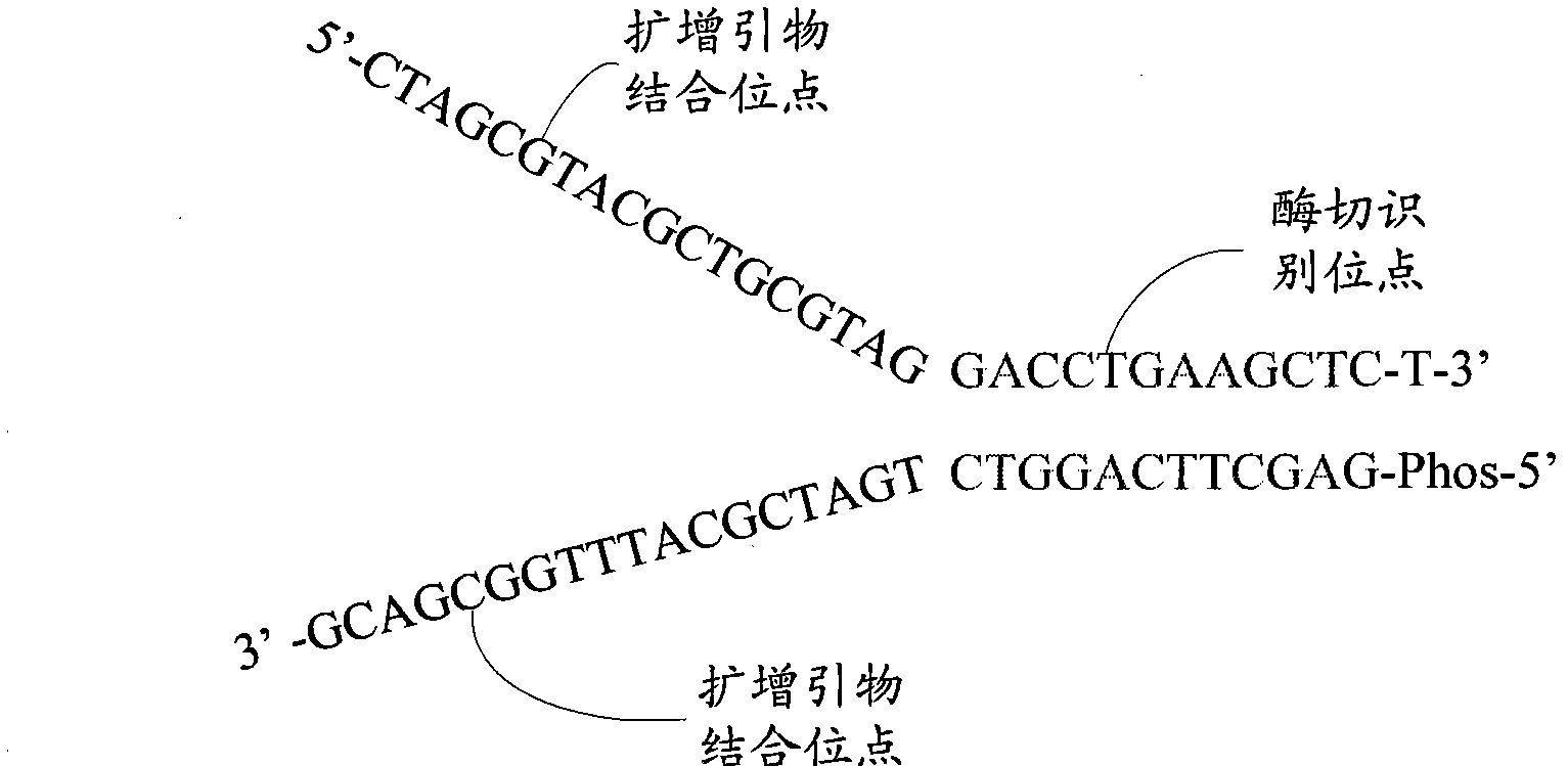 System and method for constructing sequencing library