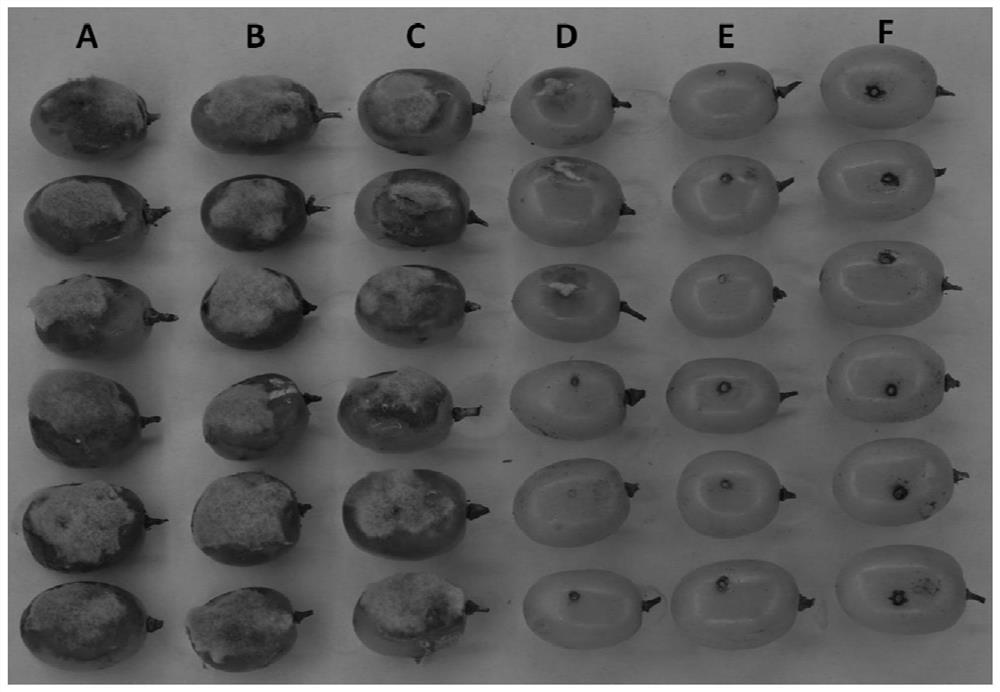 Application of Pterostilbene in Controlling Botrytis Botrytis and Downy Blight of Litchi