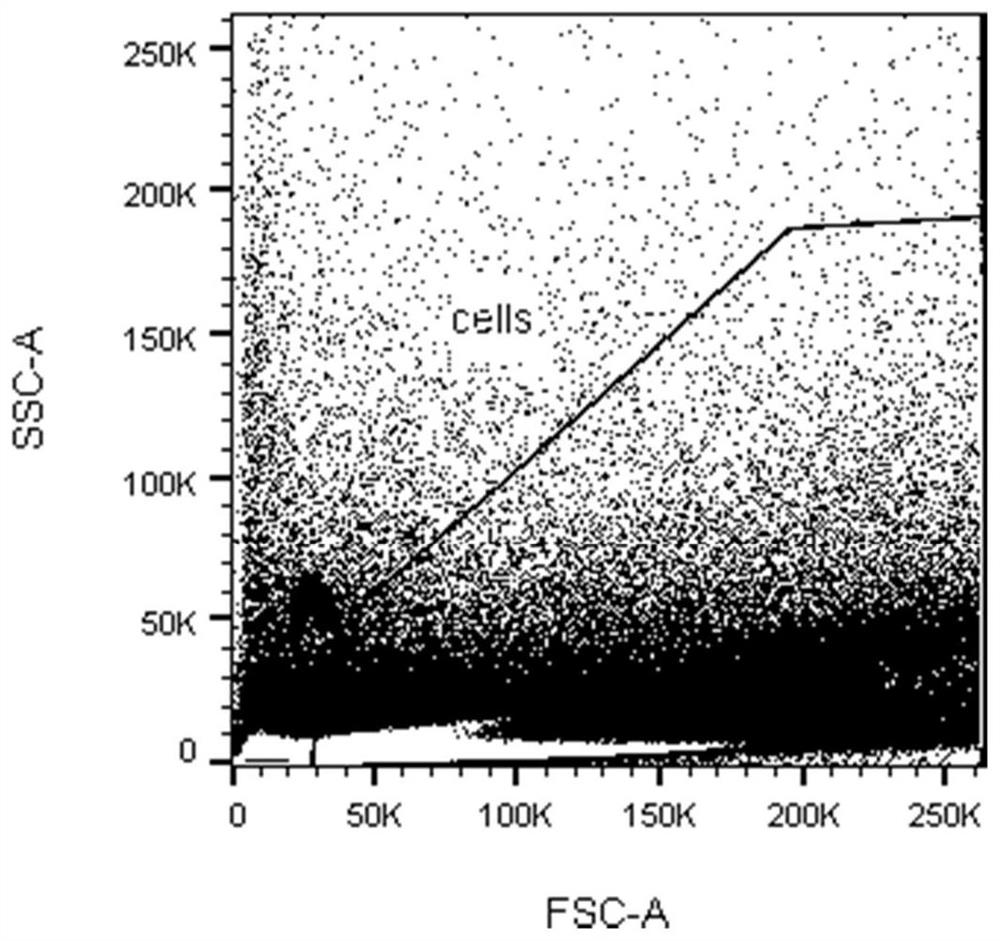 Method for preparing single-cell suspension of aortic cells of mouse