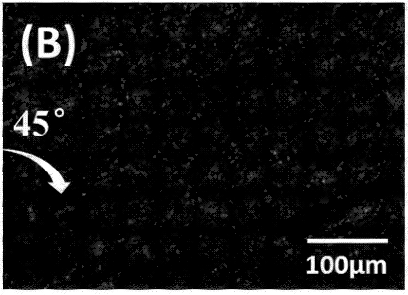 Polyaniline/liquid crystal elastomer composite film material and preparation method thereof