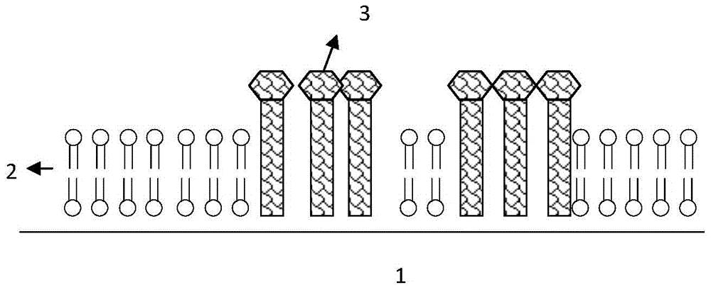 A method using liquid chromatography bilayer stationary phase