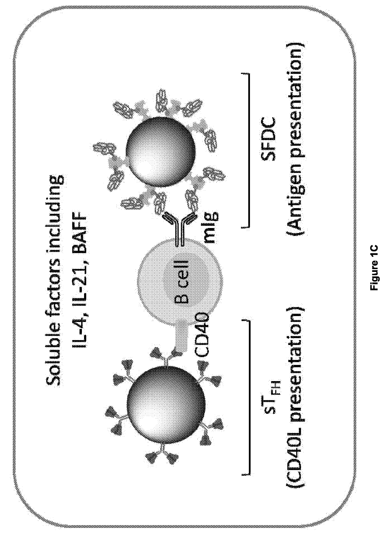 Methods for Generating Functional Therapeutic B Cells ex-vivo