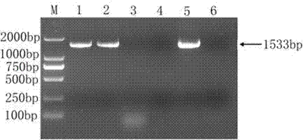 Haemophilus parasuis detection kit and detection method thereof