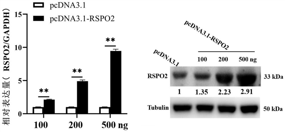 Application of RSPO2 gene to porcine ovarian granulosa cells