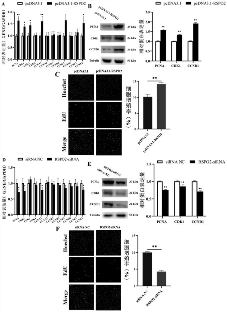 Application of RSPO2 gene to porcine ovarian granulosa cells