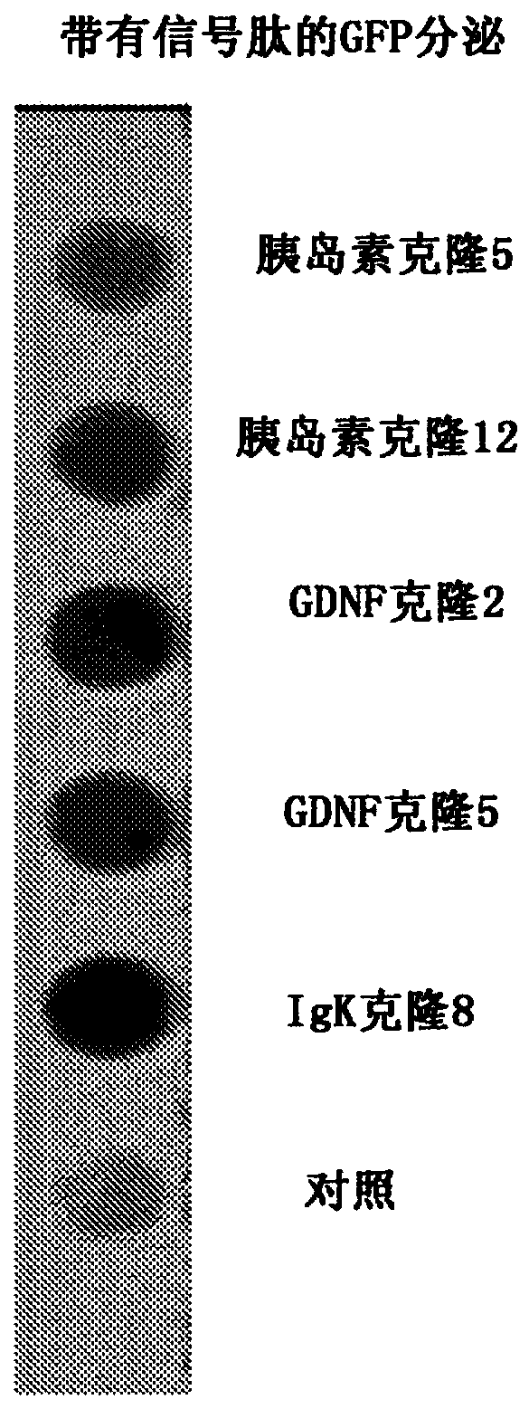 Modified ube3a gene for a gene therapy approach for angelman syndrome