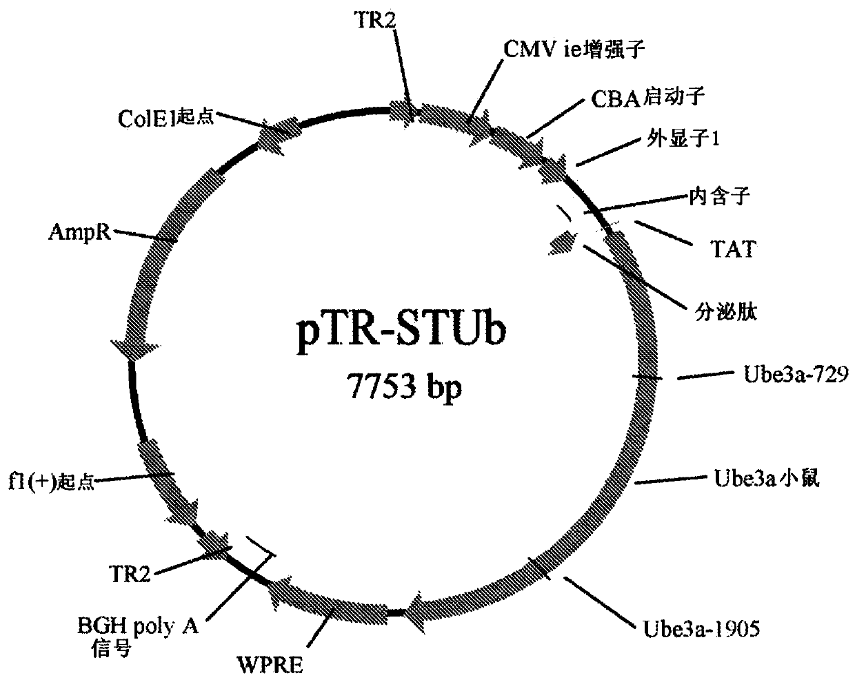 Modified ube3a gene for a gene therapy approach for angelman syndrome