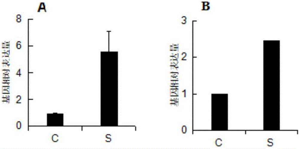 Application of Arabidopsis thaliana SSCD1 gene mutation in regulating synthesis of jasmonic acid in plants