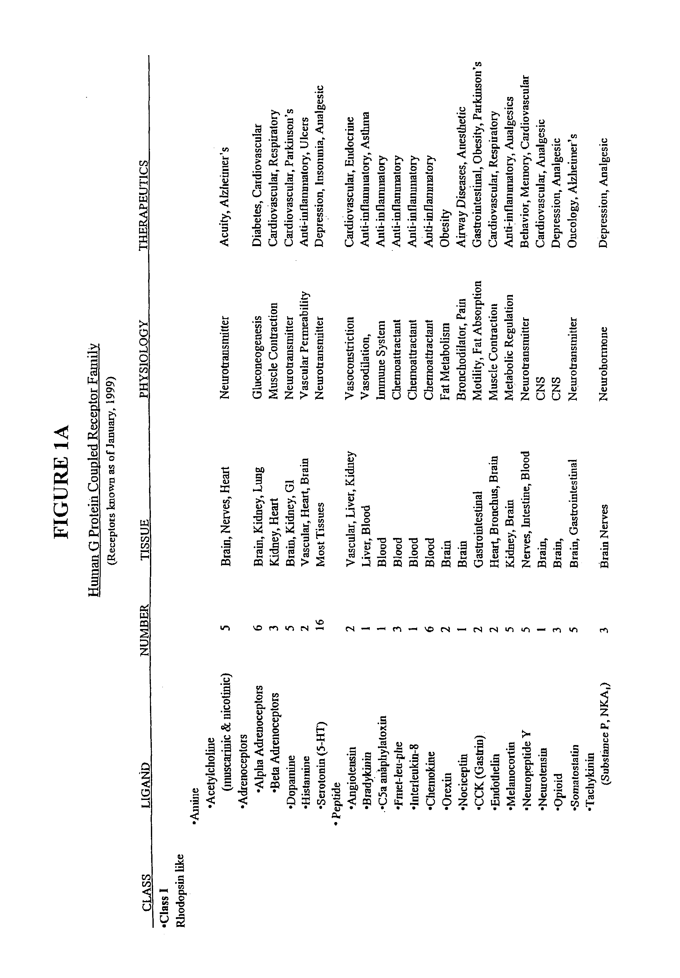 Modified G-protein coupled receptors