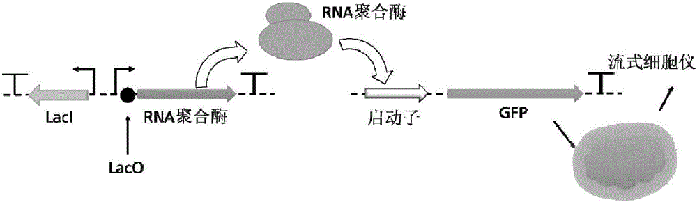 System for inducing foreign genes to express in gram-negative bacteria and application of system