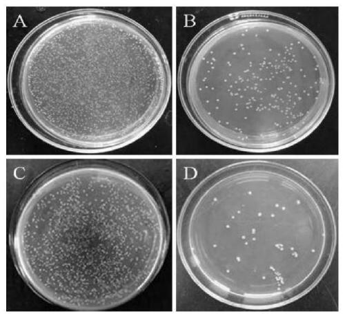 Silver-loaded graphene/waterborne polyurethane-acrylate antibacterial emulsion and preparation method thereof