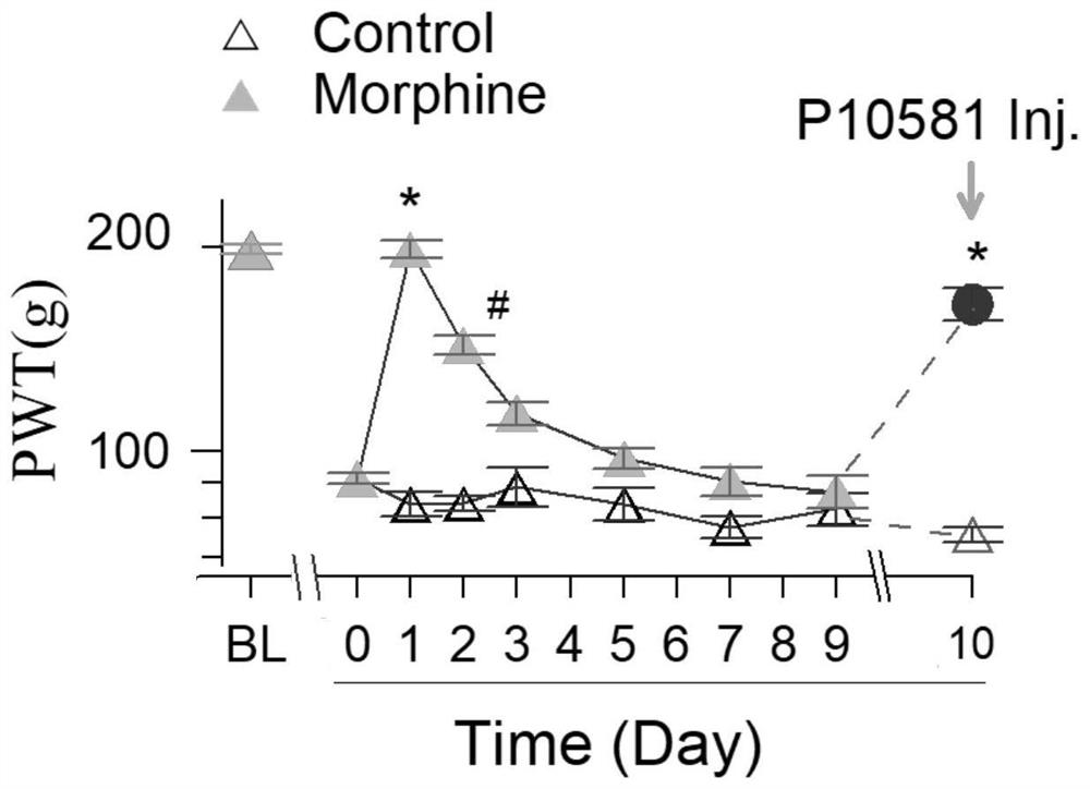 Oligopeptide capable of relieving analgesic tolerance of morphine in neuropathic pain and application of oligopeptide