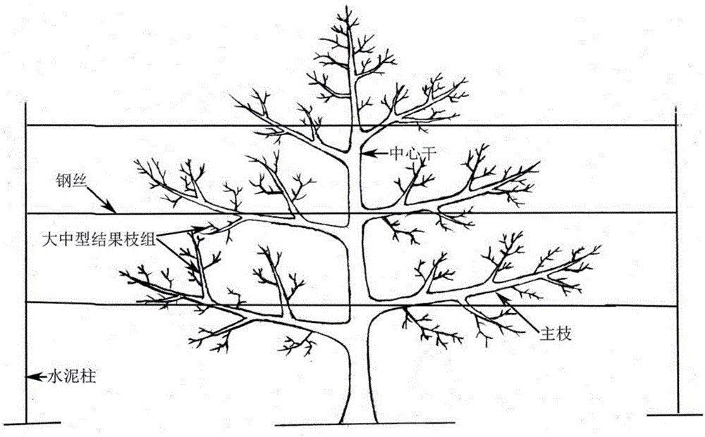 A kind of pecan hedge-shaped tree shape and shaping method thereof