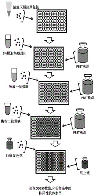 Method for detecting classical swine fever virus specific antibody in pig saliva