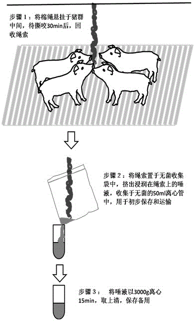 Method for detecting classical swine fever virus specific antibody in pig saliva