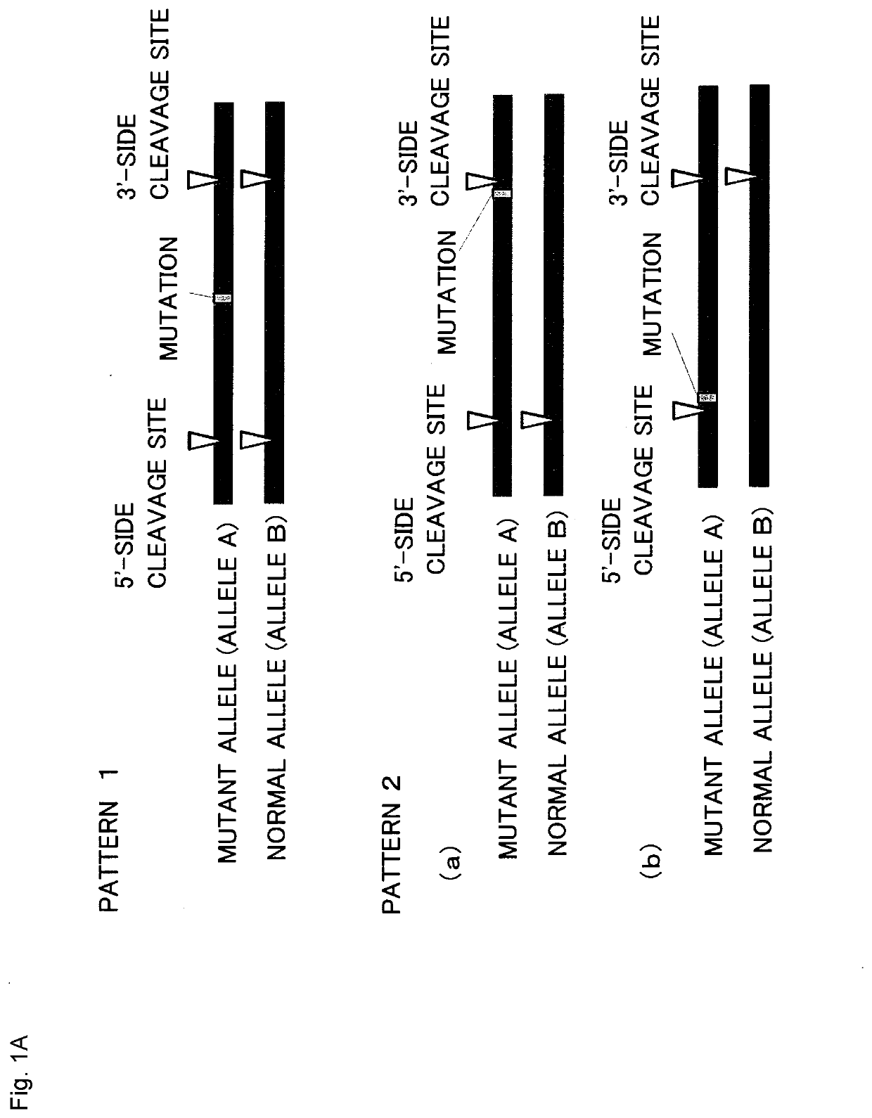 Method for producing genome-edited cell