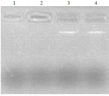 Changbai mount rhododendron chrysanthum pall genome DNA extraction method