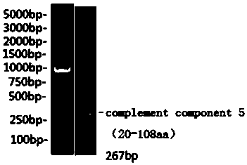 Preparing method of grass carp complement 5 polyclonal antibody