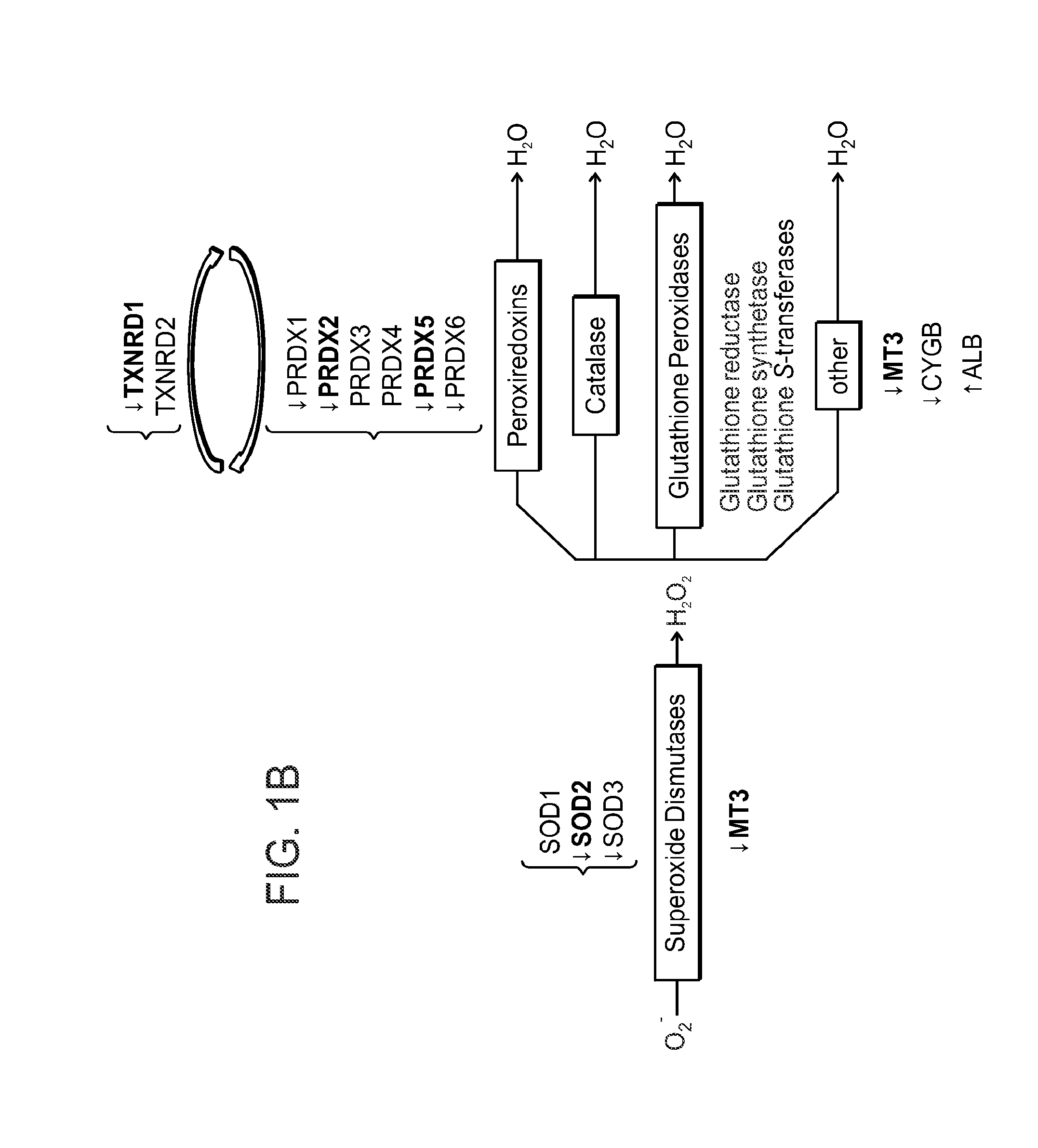 Compositions and Methods of Treatment of Corneal Endothelium Disorders