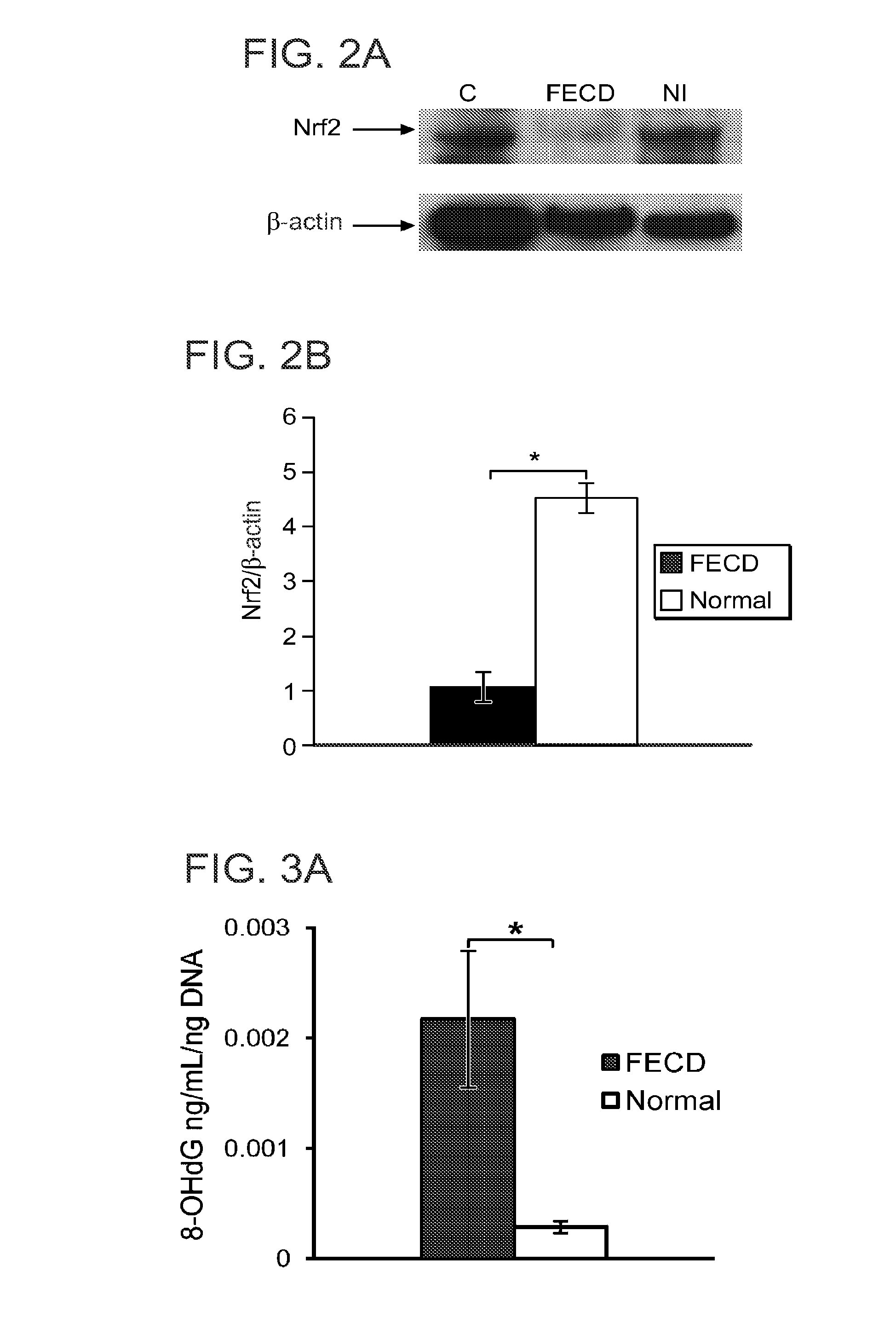 Compositions and Methods of Treatment of Corneal Endothelium Disorders