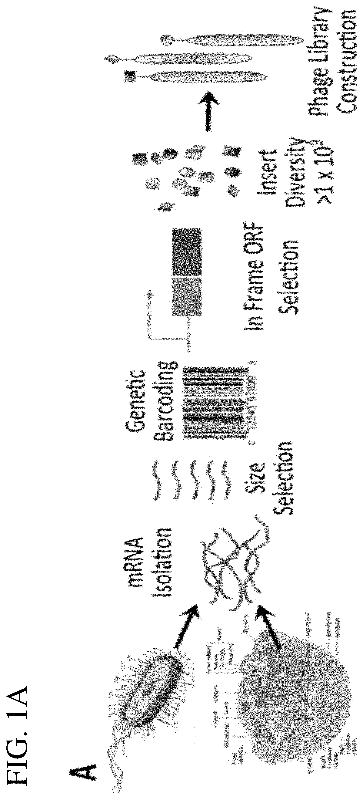 Antigen display system and methods for characterizing antibody responses