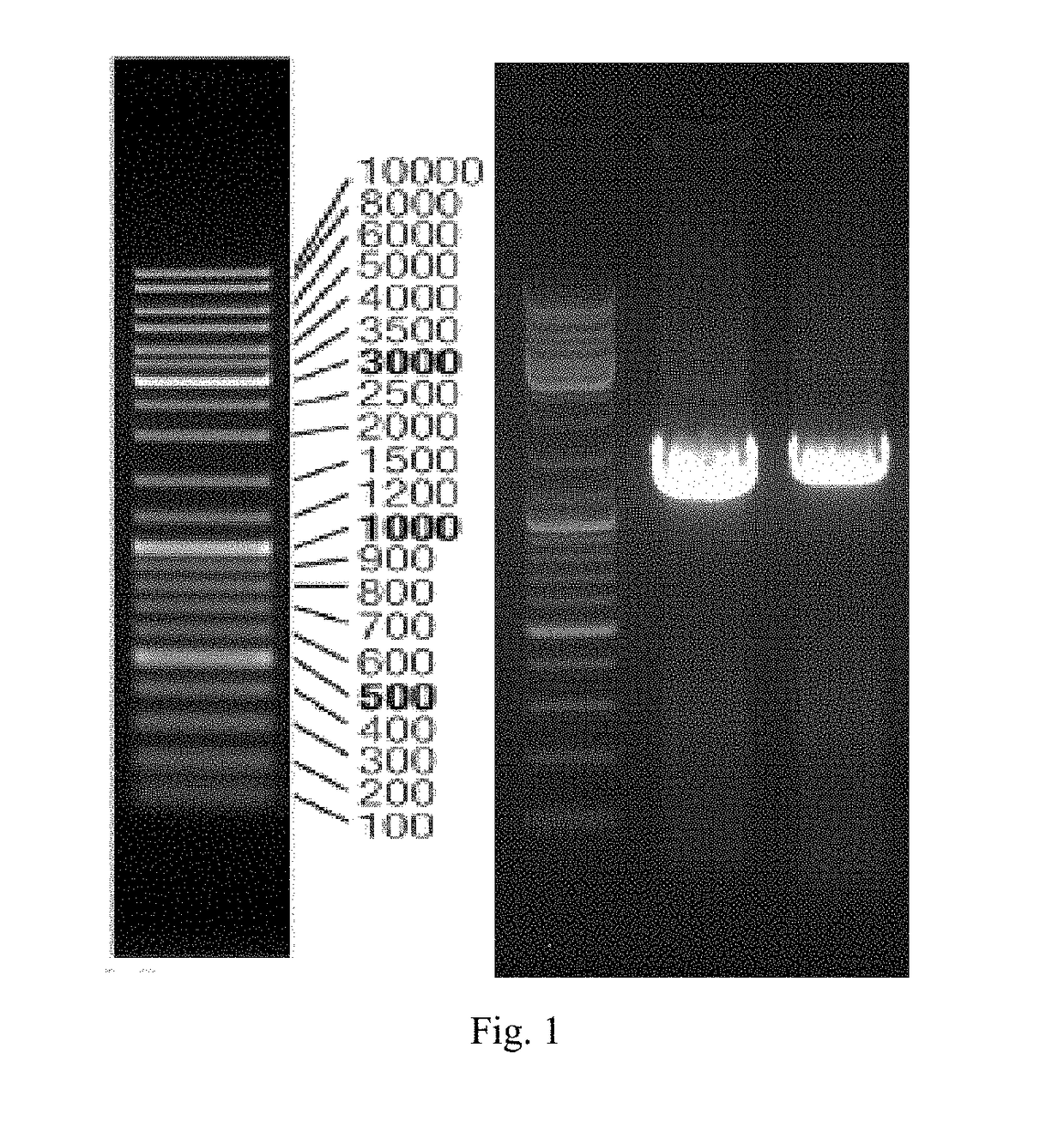 A xylene monooxygenase-producing strain Arthrobacter woluwensis and its application