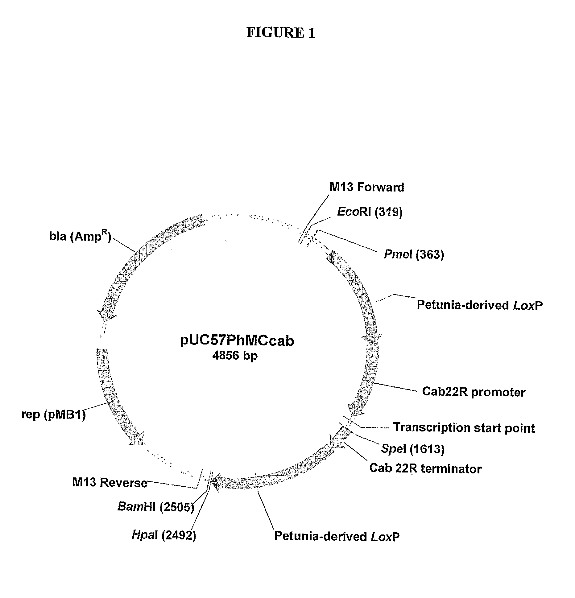 Plant transformation using DNA minicircles