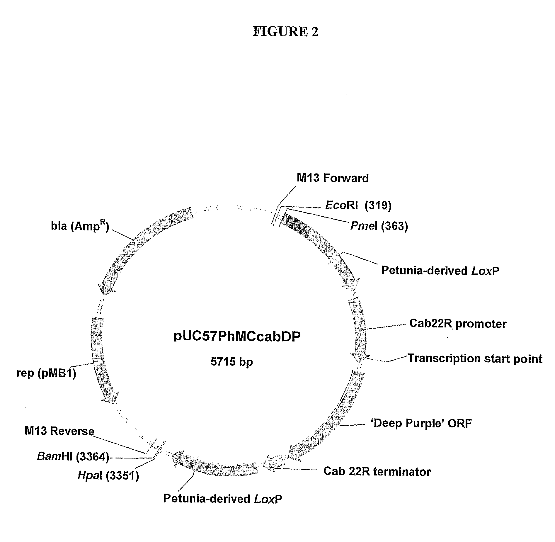 Plant transformation using DNA minicircles