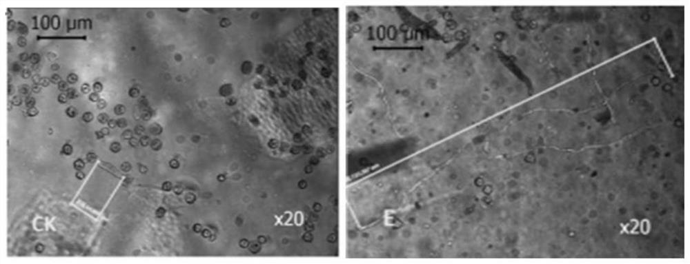 A method for improving pollination and fertilization ability of litchi flowering period