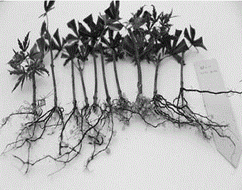 Acer palmatum 'Butterfly' twig cuttage propagation method