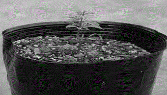 Acer palmatum 'Butterfly' twig cuttage propagation method