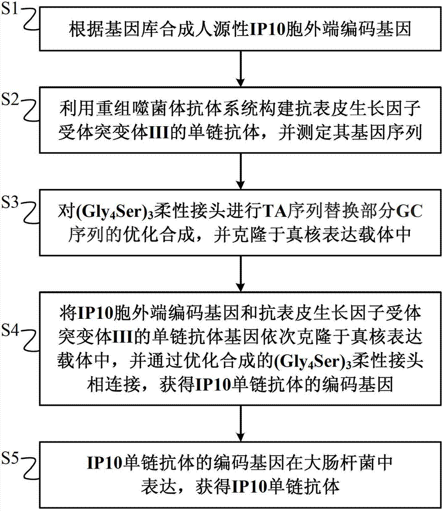 Preparation method of novel cytokine fusion protein IP10 single-chain antibody