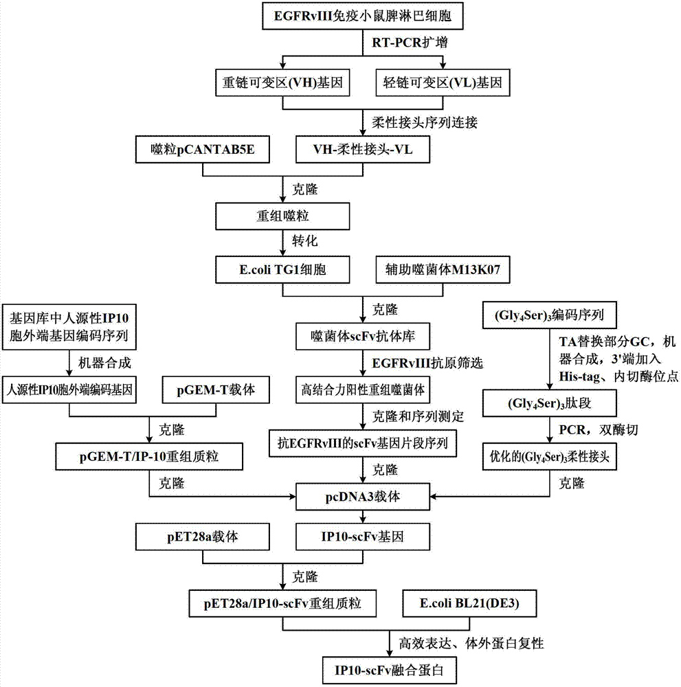 Preparation method of novel cytokine fusion protein IP10 single-chain antibody