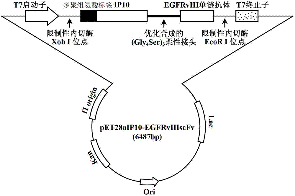 Preparation method of novel cytokine fusion protein IP10 single-chain antibody