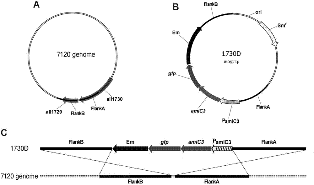 Method of high-effectively detecting cell cycle of cyanobacteria