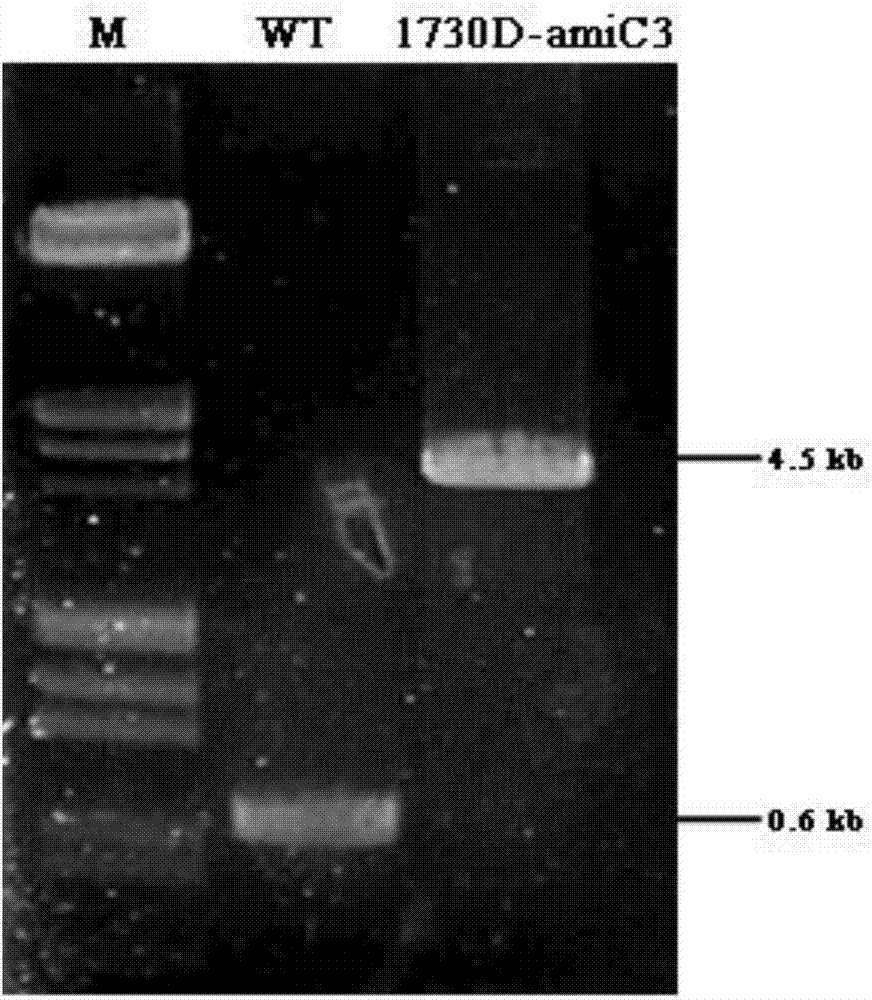 Method of high-effectively detecting cell cycle of cyanobacteria