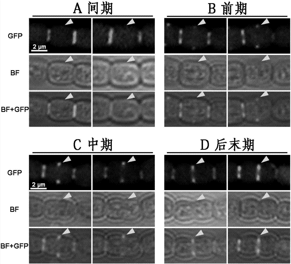 Method of high-effectively detecting cell cycle of cyanobacteria